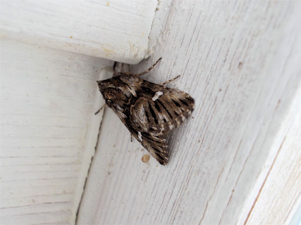 Calophasia lunula (Noctuidae)